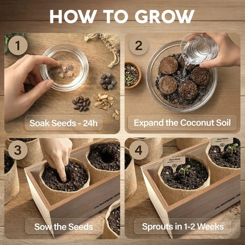 Step-by-step guide for growing bonsai from Beginner Bonsai Tree Kit With 5 Unique Japanese Bonsai Trees, includes seed soaking and sprouting in wooden planters.