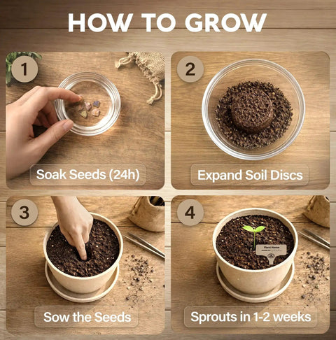 Step-by-step guide for Bonsai Starter Kit For Growing Jacaranda Tree With Seeds, Tools, And Planter, Complete Indoor Bonsai Kit