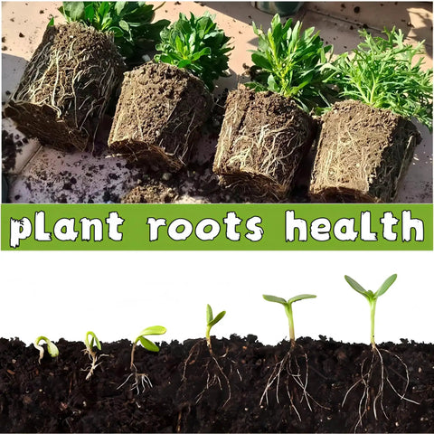 Seedling growth stages showing root health with earthy background, related to 240 Cell Seed Starter Tray Kit with Biodegradable Peat Pots and Germination Trays Organic Seed Starting System Includes 24 Labels and 2 Transplant Tools for Easy Root Friendly Plant Start.