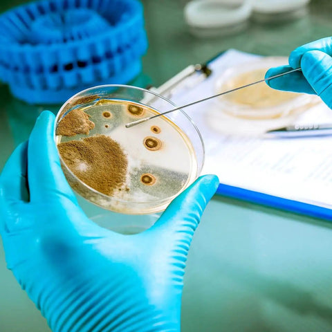 Lab technician using Ready To Use Prepoured Nutrient Agar Plates In 2.75 Inch Petri Dishes For Microbiology Labs And STEM Class Experiments