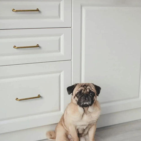 Antique Brass Cabinet Pulls Set Of 12 With 5 Inch Center installed on white cabinets, with a pug sitting nearby.