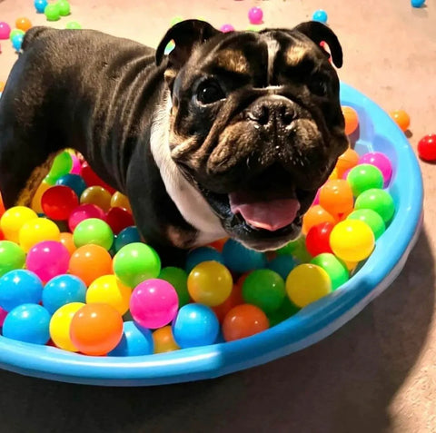 Dog playing in a small kiddie pool filled with 500 Count Plastic Soft Plastic Ball Pits Balls Colorful Play Pits Balls for Pet Dogs Ball Pits 2.2" Large Phthalate Free Bpa Free Balls for Toddlers 1-3 Baby Kids.