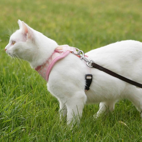 White cat with pink harness connected to a leash using a swivel eye bolt snap hook for pet leash and collar heavy duty clips.