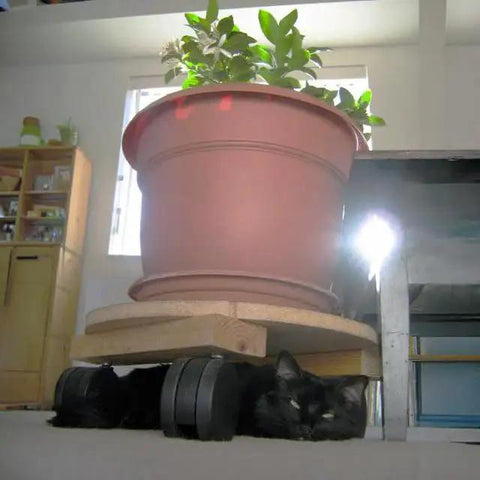 A large plant pot resting on a wooden platform with caster wheels, accommodating a hidden black cat beneath in a brightly lit room.