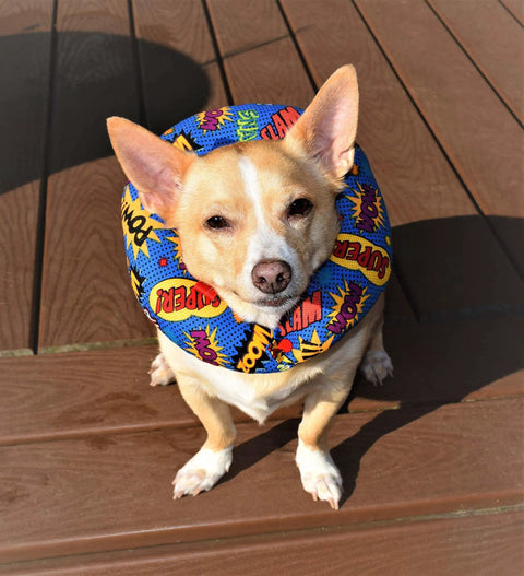 Comic Words Safety Fence Collar For Dogs, 100 Percent Cotton Stuffed Bumper, Made In USA, Neck Size 10 To 13 Inches on a dog outdoors