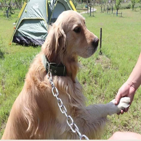 Golden retriever outdoors on grass with 3/16-IN X 10-FT Heavy Duty Proof Coil Chain, Bright Zinc-Plated Metal Chain connected to collar.