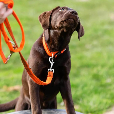 Dog on orange leash with Swivel Eye Bolt Snap Hook attached to collar, showcasing zinc alloy construction and smooth rotation for pet leash.