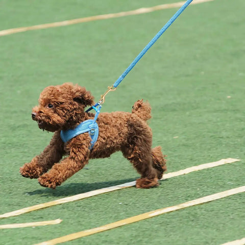 Dog on blue leash with 4 Pack 3.5 Inch Brass Double Ended Bolt Snap Clips in use, running on grass