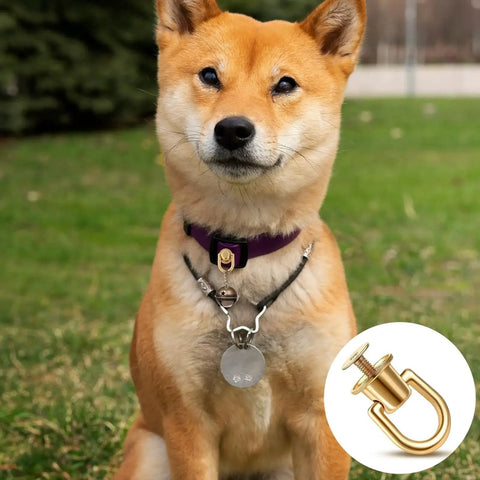 A dog wearing a collar featuring a rotatable ball post head button with D ring, shown with a gold tone finish.