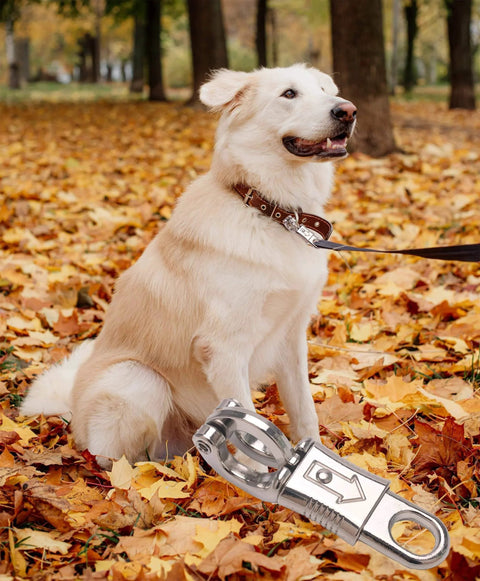 Dog in autumn leaves with Nickel Plated Quick Release Panic Snap 3 Pack For Paracord displayed on leash