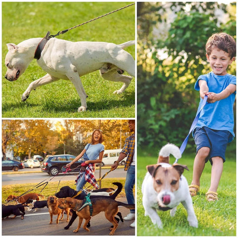 A collage showing a child walking a dog, a person leading multiple dogs, and a dog running, featuring Double Ended Bolt Snap Set Eight Pieces.