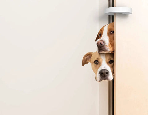 Door Pinch Guard For Kids And Pets, Soft Foam Baby Proof Door Stopper Keeps Little Fingers Safe installed on door with dogs.
