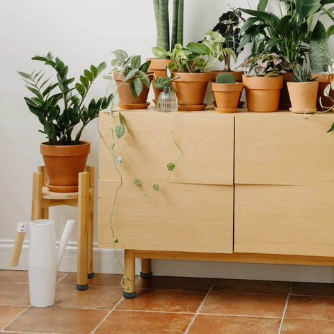 Four-pack adjustable furniture levelers with 3/8-16 threads lift and level tables, chairs, desks and cabinets, supporting up to 1320 lbs total on wooden cabinet with plants.