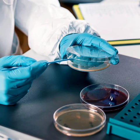 Scientist with Ready To Use Prepoured Nutrient Agar Plates In 2.75 Inch Petri Dishes For Microbiology Labs And STEM Class Experiments Sterile Agar Plates For STEM Projects Pack Of 10