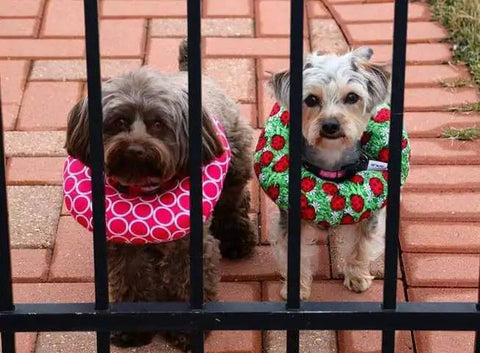 Two small dogs wearing Puppy Bumper For Dogs Neck Size Up To 13 Inches With Two Size Options Up To 10 Inches And 10 To 13 Inches Made In The USA Machine Washable Fabric Tumble Dry Low Measure Neck For A Snug No Brainer Fit collars behind a fence