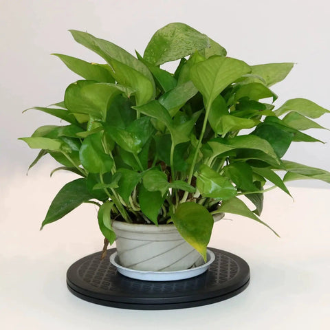 4 Pack 10 Inch Rotating Swivel Turntables with 360 Degree Rotation and Steel Ball Bearings displayed with a potted plant.