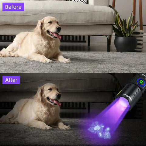 Portable 395nm UV Flashlight Ultraviolet Black Light Mini USB Rechargeable With Metal Body highlighting pet urine stains on carpet